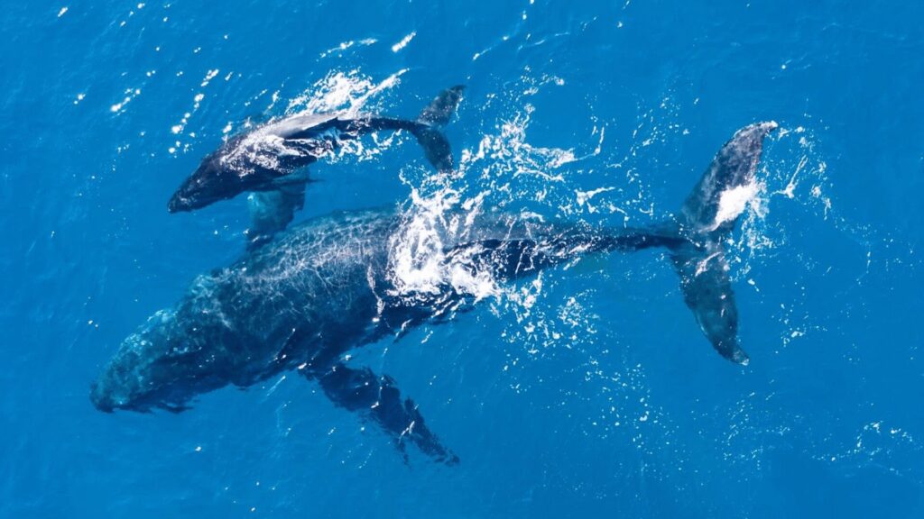 Uma baleia mãe e seu filhote nadando juntos no mar.