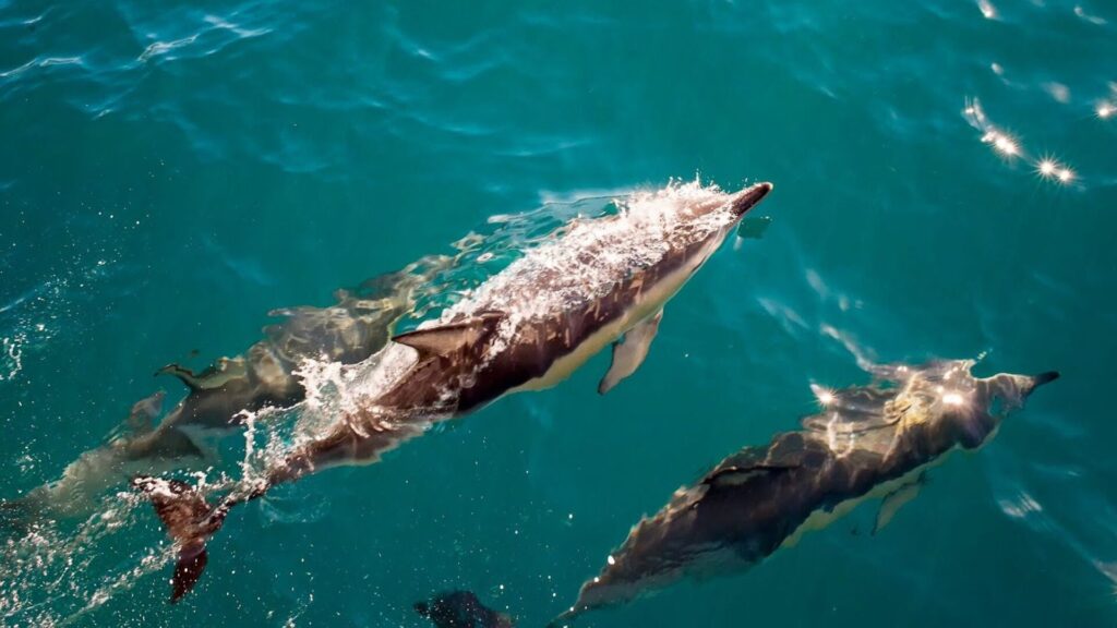 Um grupo de golfinhos nadando no oceano.
