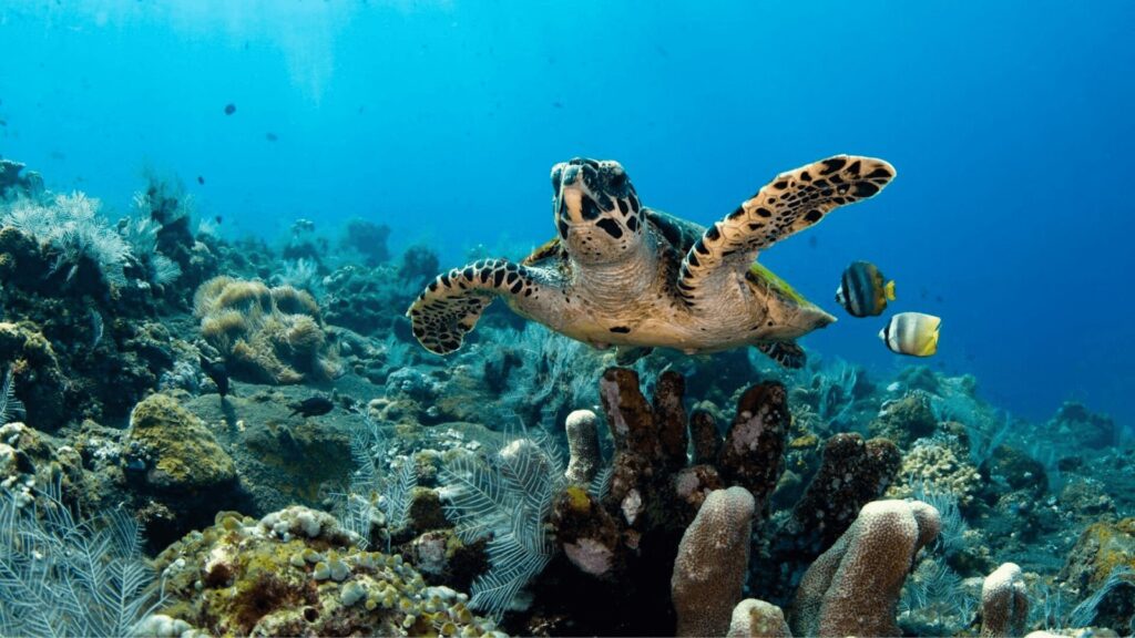 Uma tartaruga nadando sobre um recife de coral com peixes coloridos.