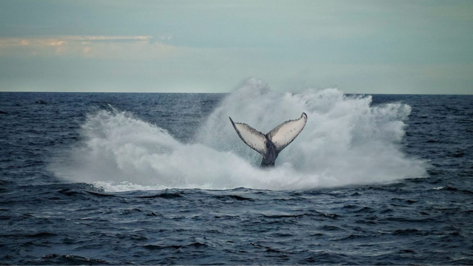 Cauda de baleia vista para fora na água.