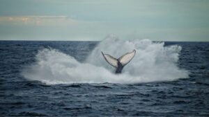 Cauda de baleia vista para fora na água.