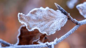 Um close-up de uma folha coberta de geada pendurada em um galho, mostrando a beleza do toque gelado do inverno.