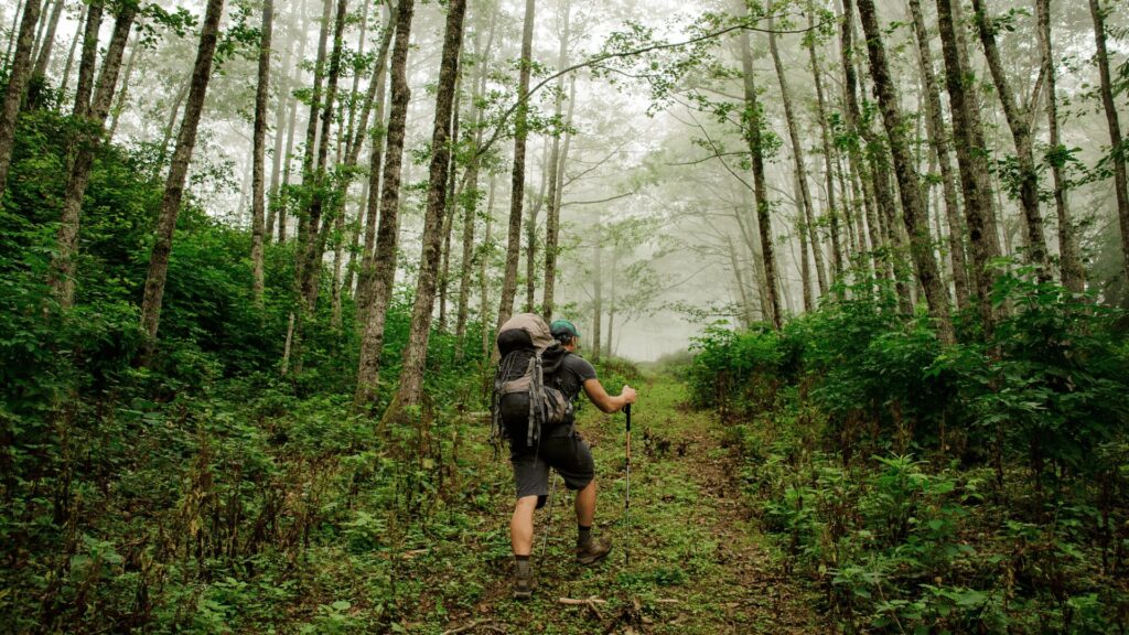 Uma pessoa fazendo trilha por uma floresta densa com uma mochila às costas.