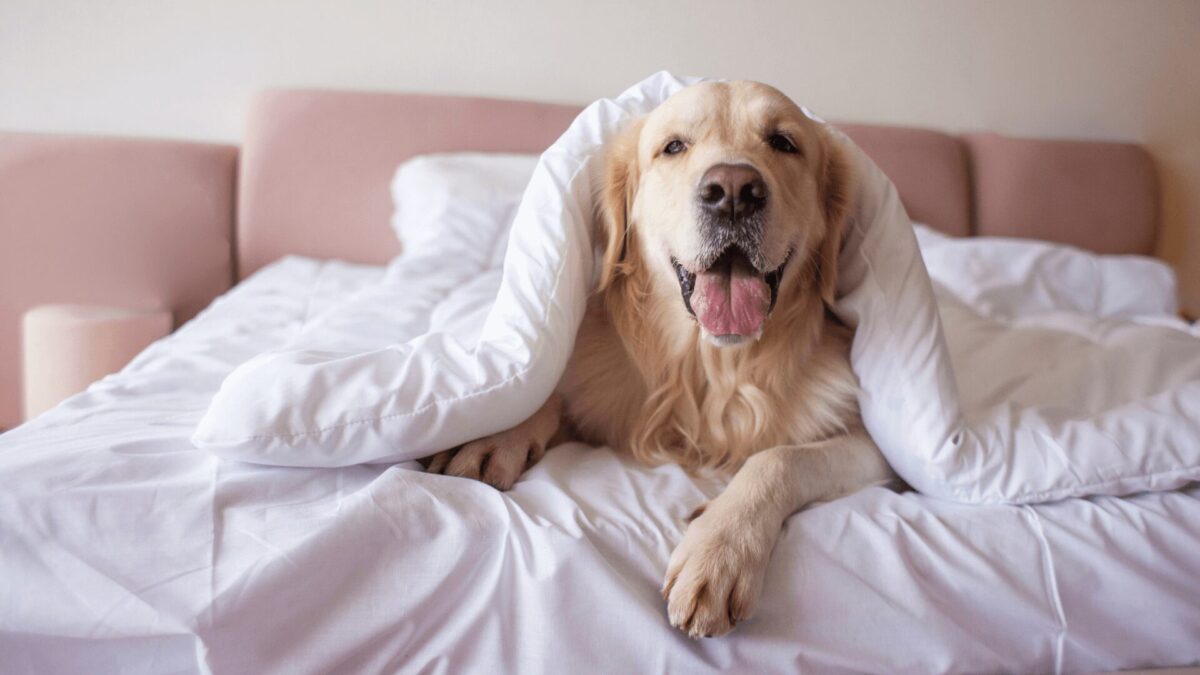 Foto de um cachorro deitado em uma cama com lençóis brancos.