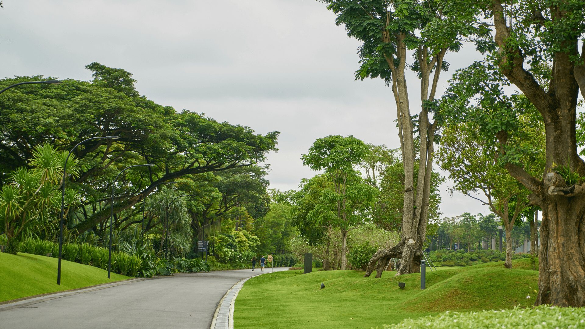 Caminho em um parque, com muita vegetação e grandes árvores ao redor.