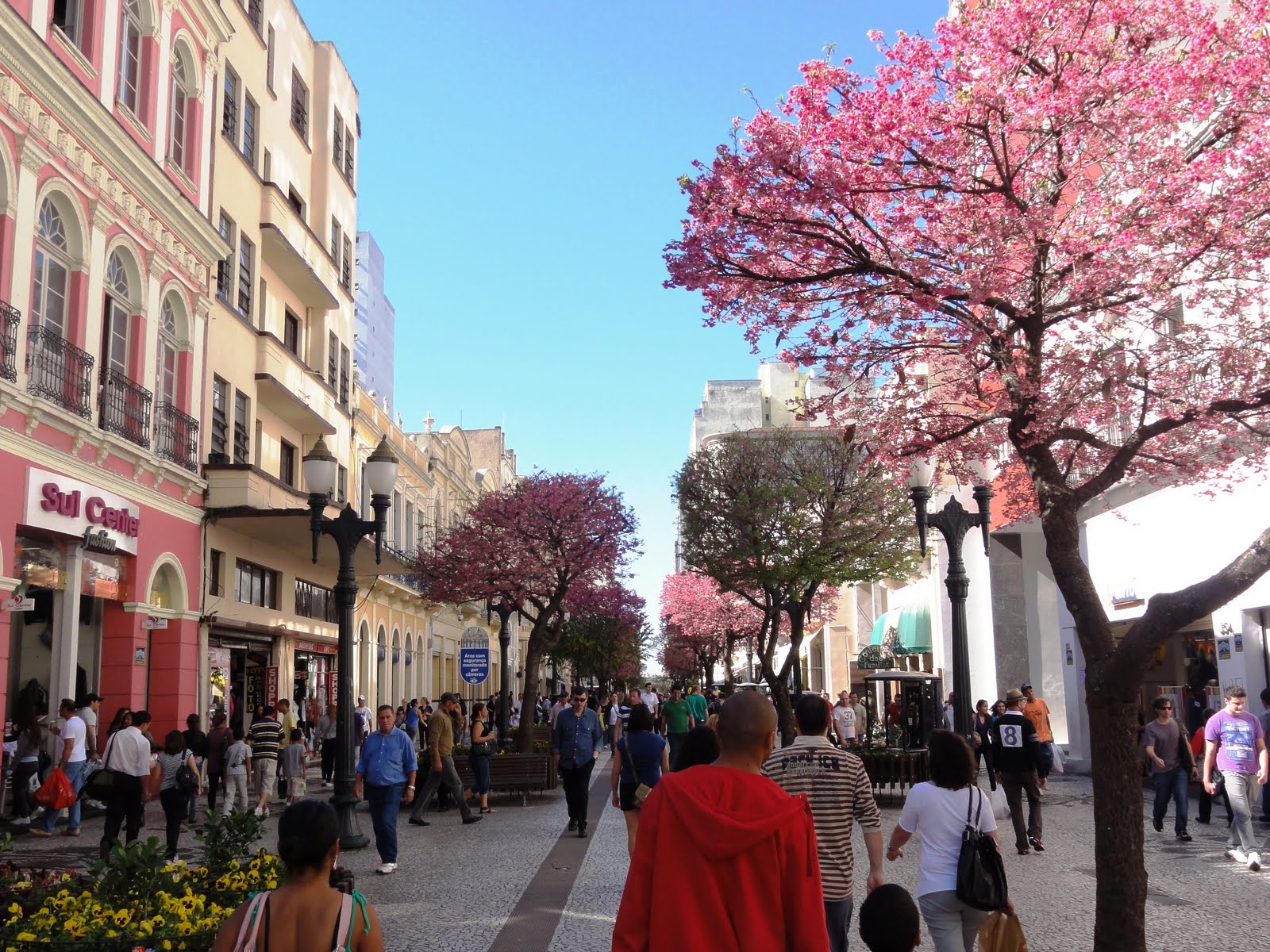 Pedestres caminhando em uma rua movimentada da cidade com árvores rosa em flor e edifícios históricos.