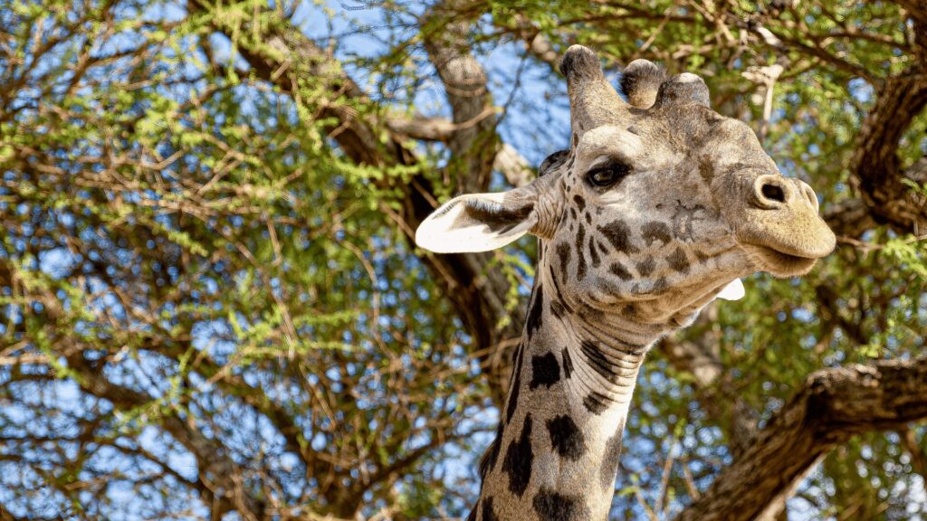 Uma girafa se posiciona graciosamente diante de uma árvore verdejante, exibindo seu longo pescoço e pelagem manchada distinta.