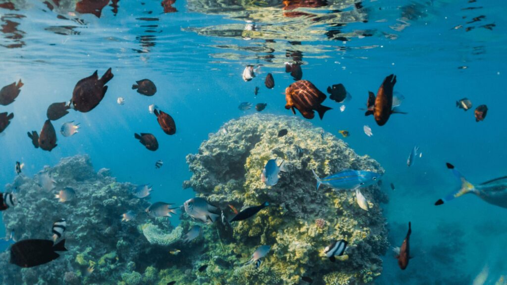 Cena subaquática com peixes tropicais no oceano, ilustrando a variedade de espécies e as cores vivas do ecossistema marinho.