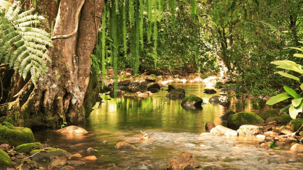 Um riacho tranquilo serpenteia pela exuberante Mata Atlântica. As águas cristalinas refletem o verde vibrante da vegetação ao redor, criando uma cena de tranquilidade. As margens do riacho são adornadas com rochas cobertas de musgo, e samambaias verdejantes emergem por entre as pedras. Raízes majestosas de árvores se entrelaçam, formando um emaranhado que se estende até a água. A luz do sol se filtra pelas folhas, criando um jogo de luz e sombra que realça a beleza natural do local.