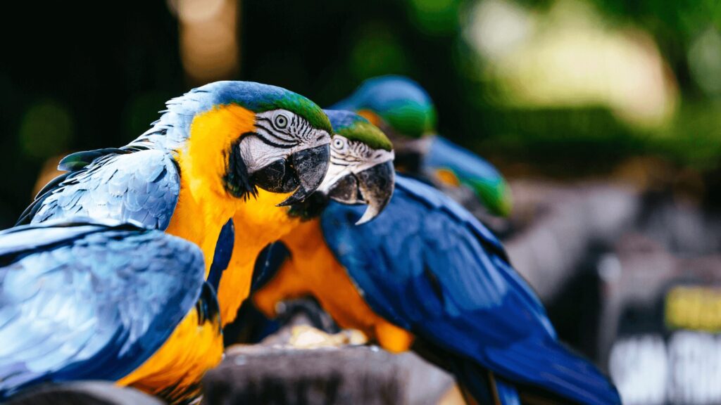 Dois papagaios azuis e amarelos empoleirados em um galho de árvore. O papagaio na frente está olhando diretamente para a câmera, enquanto o papagaio atrás dele está olhando para a direita. As penas dos papagaios são azuis e amarelas brilhantes, e seus bicos são pretos. O galho da árvore é marrom e áspero, e o fundo é verde e desfocado.