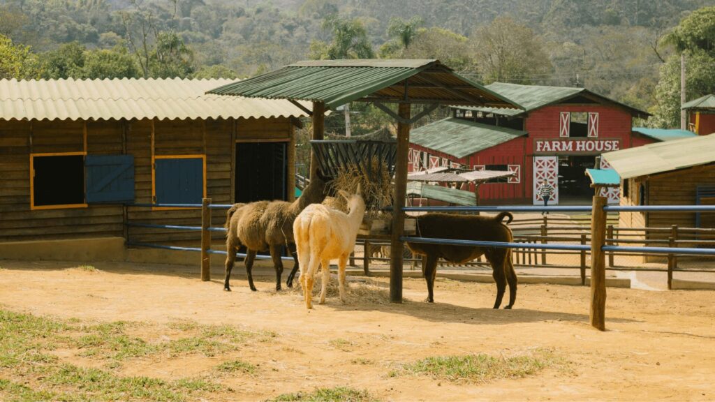 Cerca rústica de madeira em um dia ensolarado, com três animais: uma lhama marrom à esquerda, uma lhama bege ao centro e um animal preto à direita, comendo feno de um comedouro com toldo verde. Ao fundo, construções de fazenda com paredes de madeira e telhados verdes, incluindo um celeiro vermelho com a inscrição "FARM HOUSE" (Casa da Fazenda). A cerca é baixa, com estacas de madeira cruzadas em forma de "X", e o chão é de terra batida. A luz do sol projeta sombras suaves, destacando os animais e as texturas do ambiente.