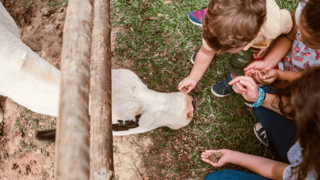 Duas crianças e um adulto ajoelham-se ao lado de uma vaca, alimentando-a com ração através de uma cerca de madeira numa área gramada. Uma interação alegre com os animais.