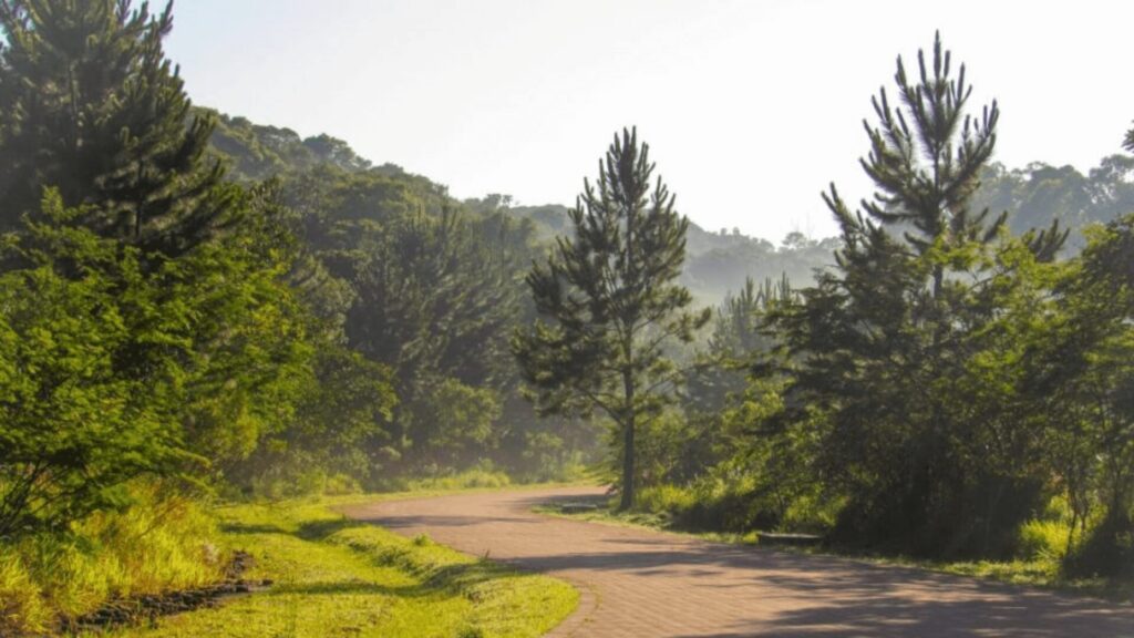 Um caminho sinuoso entre uma vegetação exuberante e pinheiros altos, iluminado pela suave luz da manhã em um cenário tranquilo de floresta.