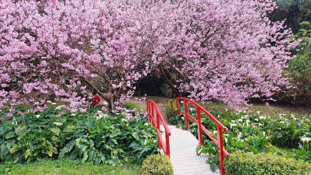 Grandes cerejeiras carregadas de flores rosas formam um dossel sobre uma pequena ponte de madeira arqueada, pintada de vermelho vivo. A ponte está em primeiro plano e cruza um canteiro denso de flores copo-de-leite brancas e folhagens verdes. Ao fundo, sob os galhos floridos à esquerda, uma pessoa está sentada.