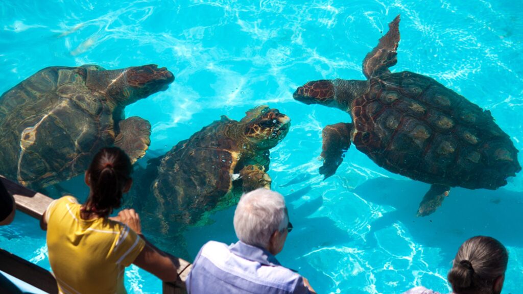 A imagem exibe três tartarugas marinhas nadando em uma piscina de água azul-turquesa, que reflete a luz do sol, criando padrões de brilho e movimento na superfície. Duas das tartarugas, maiores e de coloração escura com manchas claras, estão mais próximas do espectador, uma no centro e outra à direita. A tartaruga à direita parece estar em uma pose mais dinâmica, com uma de suas nadadeiras dianteiras levantada. A terceira tartaruga, também escura, está mais afastada, no canto superior esquerdo da imagem.