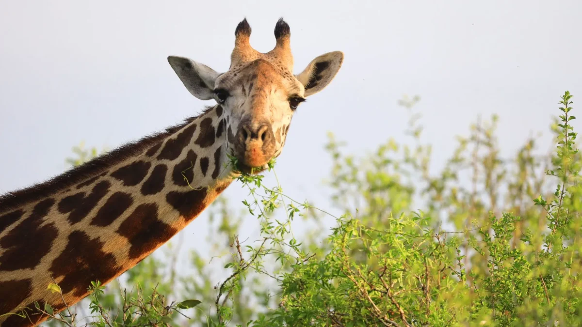 Close-up de uma girafa mastigando folhas verdes. A girafa está posicionada à esquerda da imagem, olhando diretamente para a câmera, com ramos de vegetação saindo de sua boca. O fundo mostra arbustos verdes desfocados sob um céu claro e iluminado.
