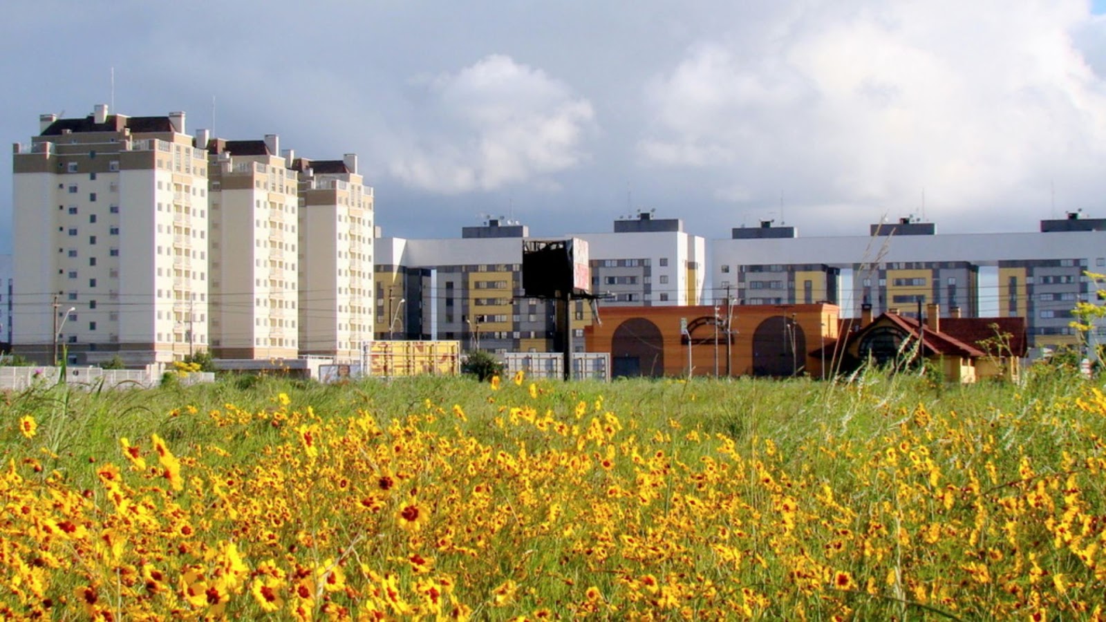 Um campo de flores amarelas vibrantes em primeiro plano contrasta com edifícios residenciais modernos sob um céu nublado ao fundo.