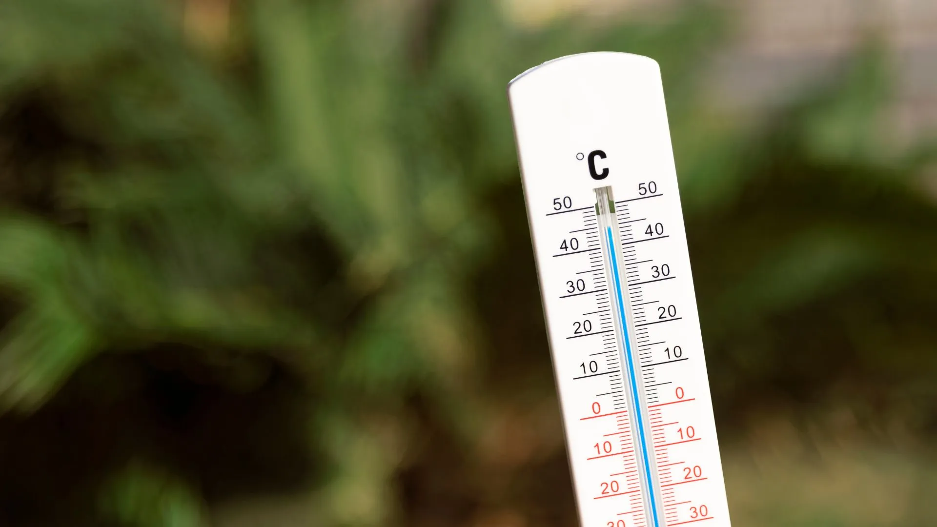 Um termômetro analógico branco, inclinado para a direita, é o foco principal da imagem. Ele mede a temperatura em graus Celsius (°C), com marcações que vão de -30°C a 50°C. O líquido azul dentro do termômetro está próximo da marca de 45°C, indicando uma temperatura muito alta. O fundo da imagem está desfocado e mostra uma área verde e escura, sugerindo que o termômetro está em um ambiente externo, como um jardim ou floresta.