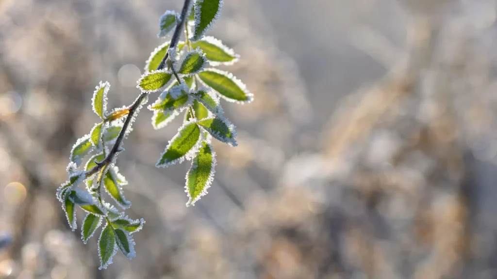 Uma foto macro mostra folhas verdes de uma pequena planta cobertas por uma camada de gelo. O galho, com algumas folhas, se estende diagonalmente da esquerda para o centro da imagem. As bordas das folhas e o caule estão cobertos por cristais de gelo, dando a eles uma aparência de renda. A luz do sol bate diretamente nas folhas, iluminando-as e realçando a textura do gelo. O fundo da imagem está desfocado, com tons de cinza, branco e bege, o que faz as folhas em primeiro plano se destacarem.