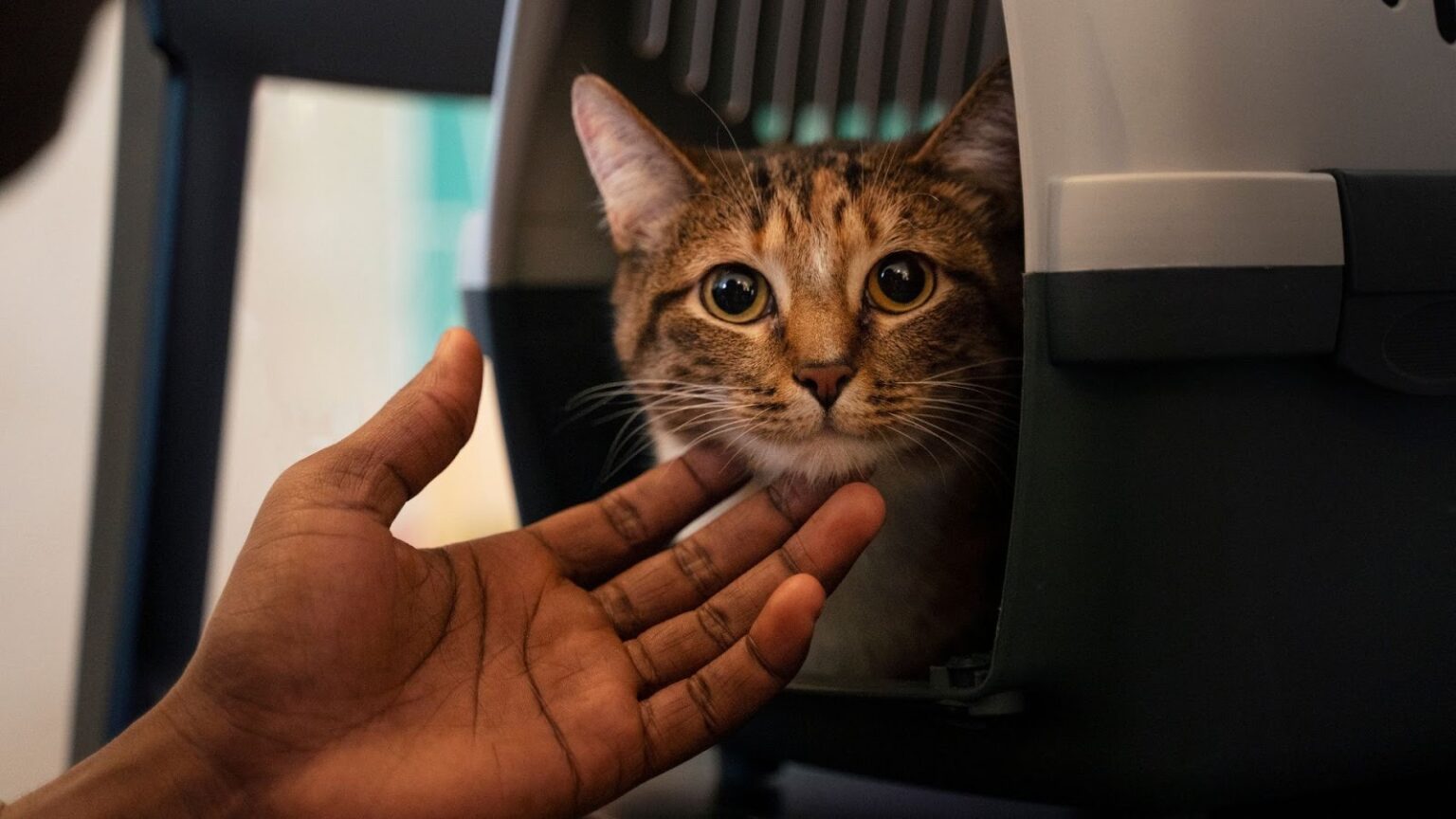 Um gato malhado marrom e preto, de olhos grandes e expressivos, está dentro de uma caixa de transporte para animais de estimação. Uma mão de pele escura está estendida perto do rosto do gato, parecendo estar oferecendo um carinho ou conforto. O gato está olhando diretamente para a câmera.